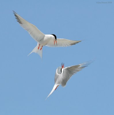 NW87782 Common Terns in Flight.jpg