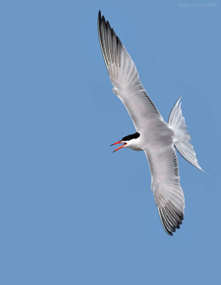NW88683 Common Tern in Flight.jpg