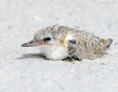 _NW80792 Least Tern Chick at Rest.jpg
