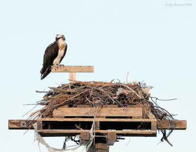 _NW81017 Female Osprey Arives First .jpg