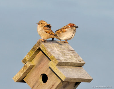 _NW81151 House Sparrows.jpg