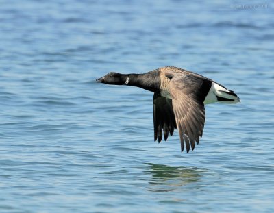 _NW81295 Brant in Flight.jpg