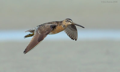 _NW81295 Dowitcher Incoming Spring Migration.jpg