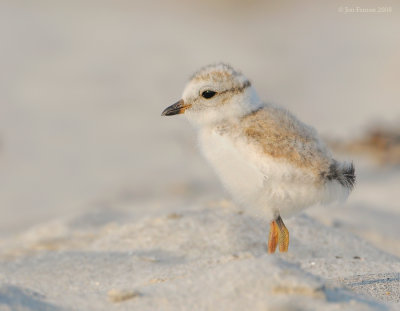 _NW81471 Piping Plover Chick at Goldenrod.jpg