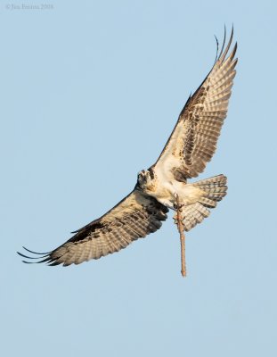 _NW81600 Male Osprey Carying Stick to Nest.jpg
