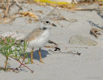 _NW81680 Piping Plover Chick at Goldenrod.jpg