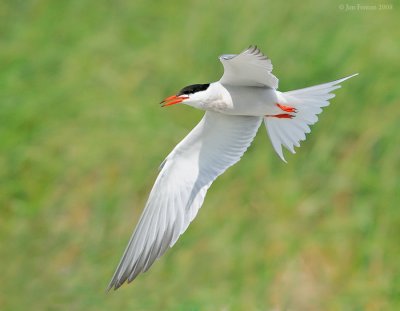 _NW81839 Common Tern.jpg