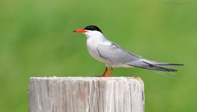 _NW81867 Common Tern on Post.jpg