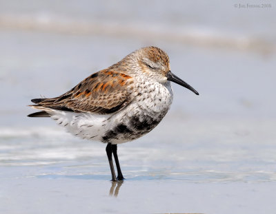 _NW82466 Dunlin Spring Migrant at Rest.jpg