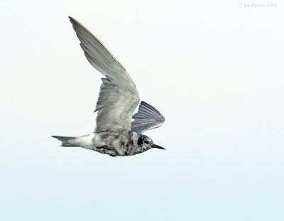 _NW82866 Black Tern in Flight.jpg