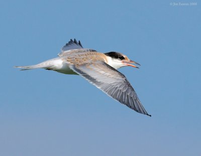 _NW82899 Common Tern Juvenile in Flight.jpg