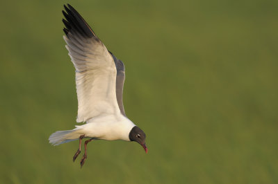_NW83470 Laughing Gull Coming To Nest.jpg