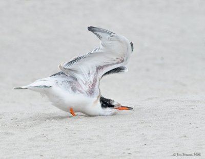 _NW83568 Common Tern Juvenile Stretch.jpg