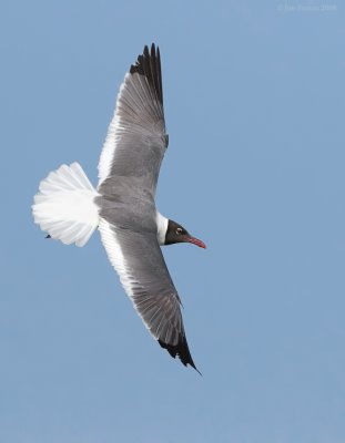 _NW84163 Laughing Gull Late Summer Plumage.jpg