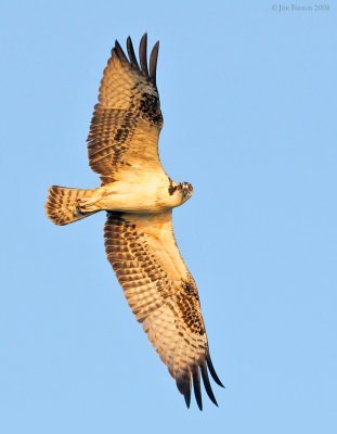 _NW84319 Juvenile Osprey Flight at Sunset.jpg