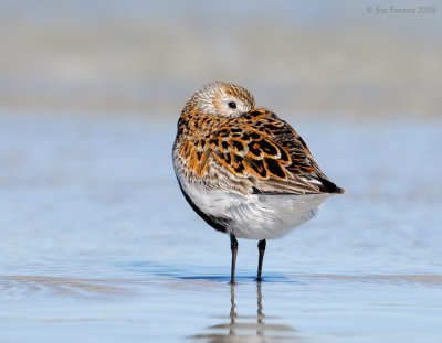 _NW84422 Dunlin Spring Migrant at rest on Point.jpg