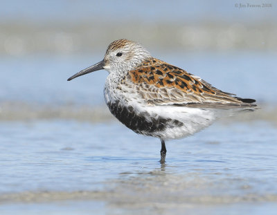 _NW84431 Dunlin Spring Migrant at Point.jpg