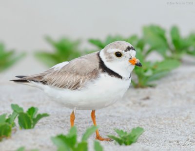 _NW86075 Piping Plover.jpg
