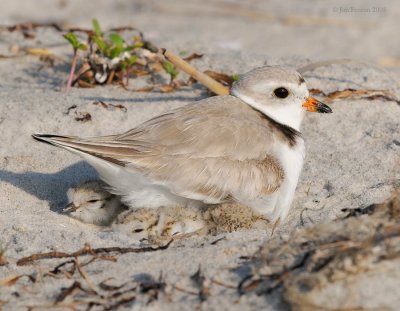 _NW86143 Piping Plover Parent and Chick on Nest.jpg