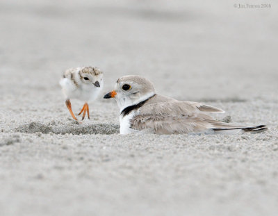 _NW86388 Piping Plover Parent and Chick.jpg