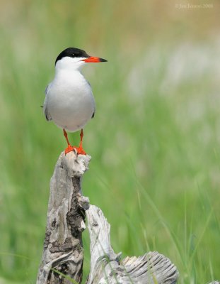 _NW87735 Common Tern Perched.jpg