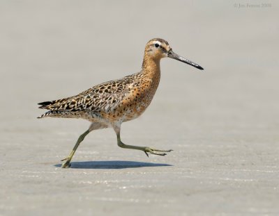 _NW87865 Dowitcher Spring Migration On The Move.jpg