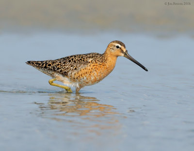 _NW88042 Dowitcher Spring Migration.jpg