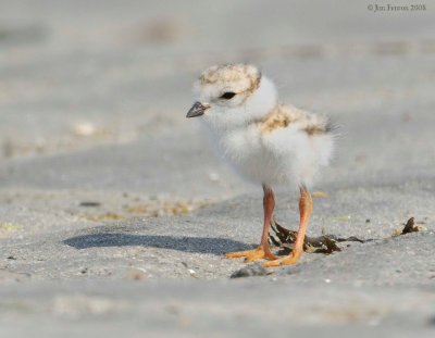 _NW88762 Piping Plover Chick at Goldenrod.jpg