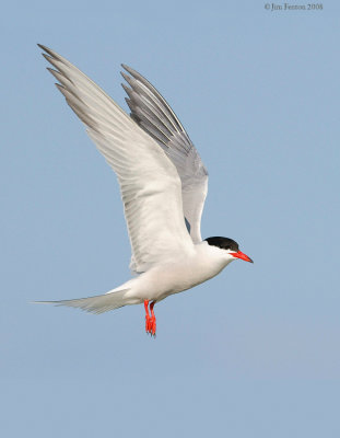 _NW88888 Common Tern.jpg