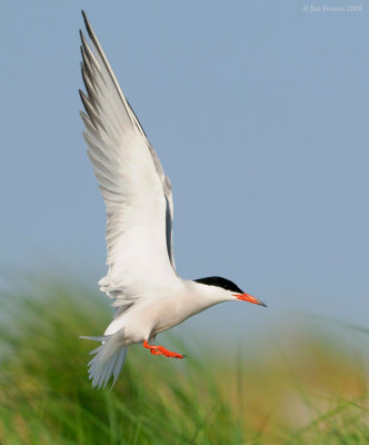 _NW88984 Common Tern Coming to Nest.jpg