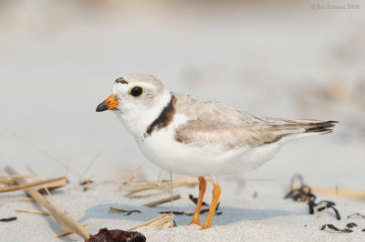 _NW89279 Piping Plover.jpg