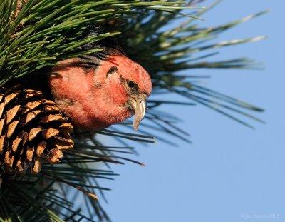 _NW86166 White Wing Crossbill