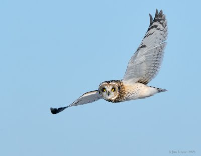 _NW86464 Short Eared Owl in Flight