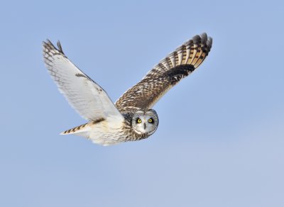_NW86607 Short Eared Owl in Flight