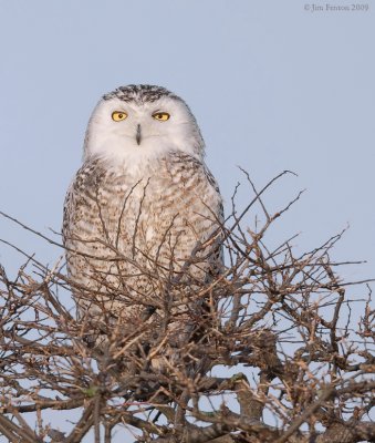 _NW91150 Snowy Owl in Snag A.jpg