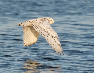 _NW91612 Snowy Owl in Flight.jpg