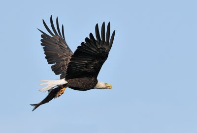 _NW80580 West Newbury Bald eagle Adult With Food.jpg
