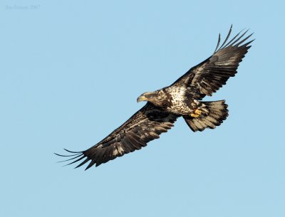 bald_eagles