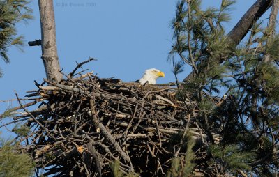 _NW06731Female Bald Eagle In Nest