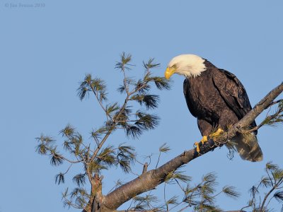 _NW06765 Female Bald Eagle On Nest Tree