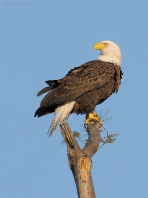 _NW06805 Male Bald Eagle On Nest Tree