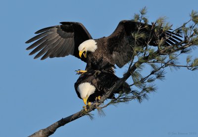_NW07300 Bald eagles Mating