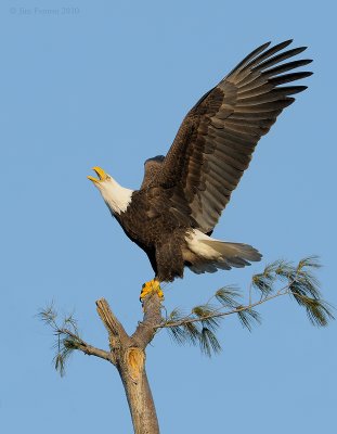 _NW07821 Female Bald Eagle Arriving