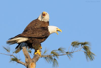 _NW07697 Male and Female Bald Eagles Calling