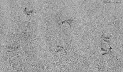 _NW00248 Piping Plover Tracks