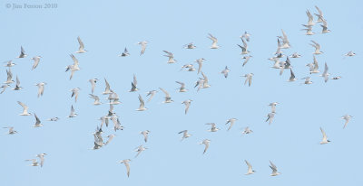 _NW00314 Returning Terns