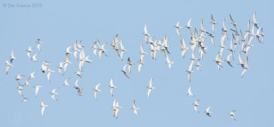 _NW00326 Returning Terns
