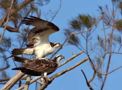 Osprey Pair Sebastion Early Mating.jpg