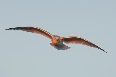 159 Hering Gull Sunset Flight in Winter