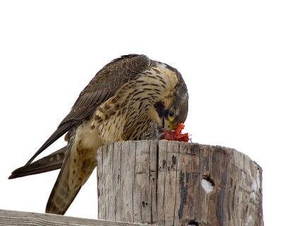 Peregrine Falcon Eating